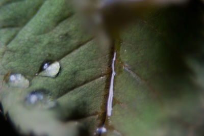 Close-up of plant