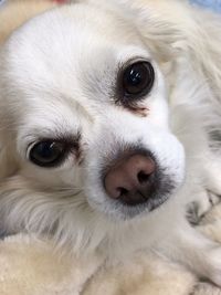 Close-up portrait of puppy