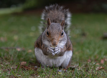 Close-up of squirrel