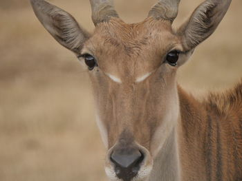 Close-up portrait of antilope