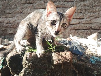 Portrait of kitten by plants