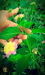 Cropped image of hand holding flower