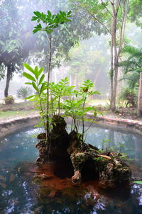 Scenic view of waterfall in forest