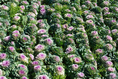 Full frame shot of pink flowering plants