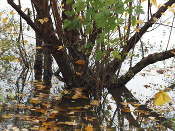 Trees by lake in forest
