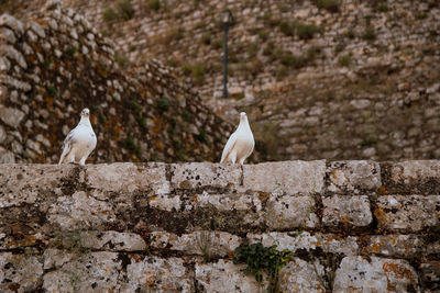 Birds perching on rock