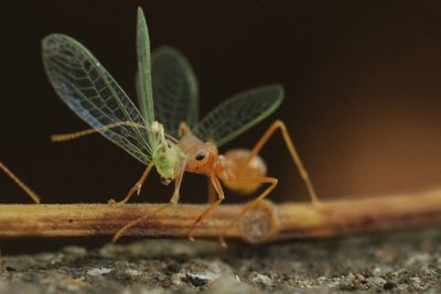 Close-up of ant eating insect