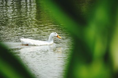 Side view of swans swimming in lake