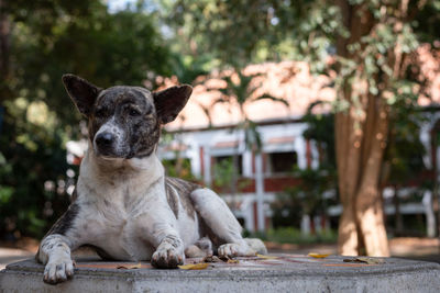 Portrait of dog relaxing on footpath