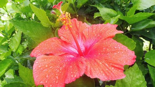 Close-up of wet red flower