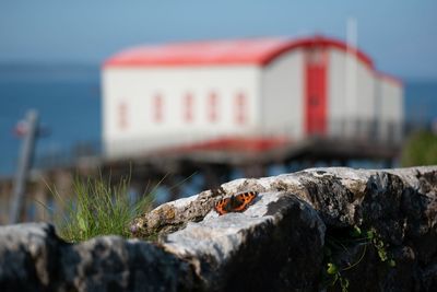 Close-up of crab on rock by sea against sky