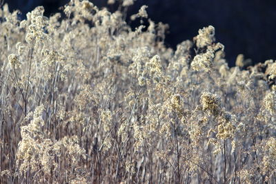 Close-up of stalks in field