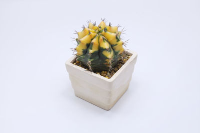 Close-up of succulent plant against white background