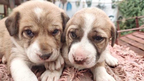 Close-up portrait of two dogs