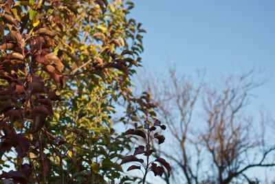 Low angle view of tree against clear sky