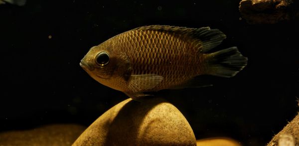 Close-up of fish underwater