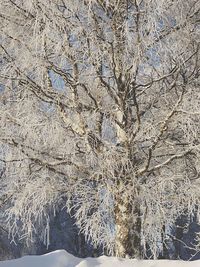 Close-up of frozen tree