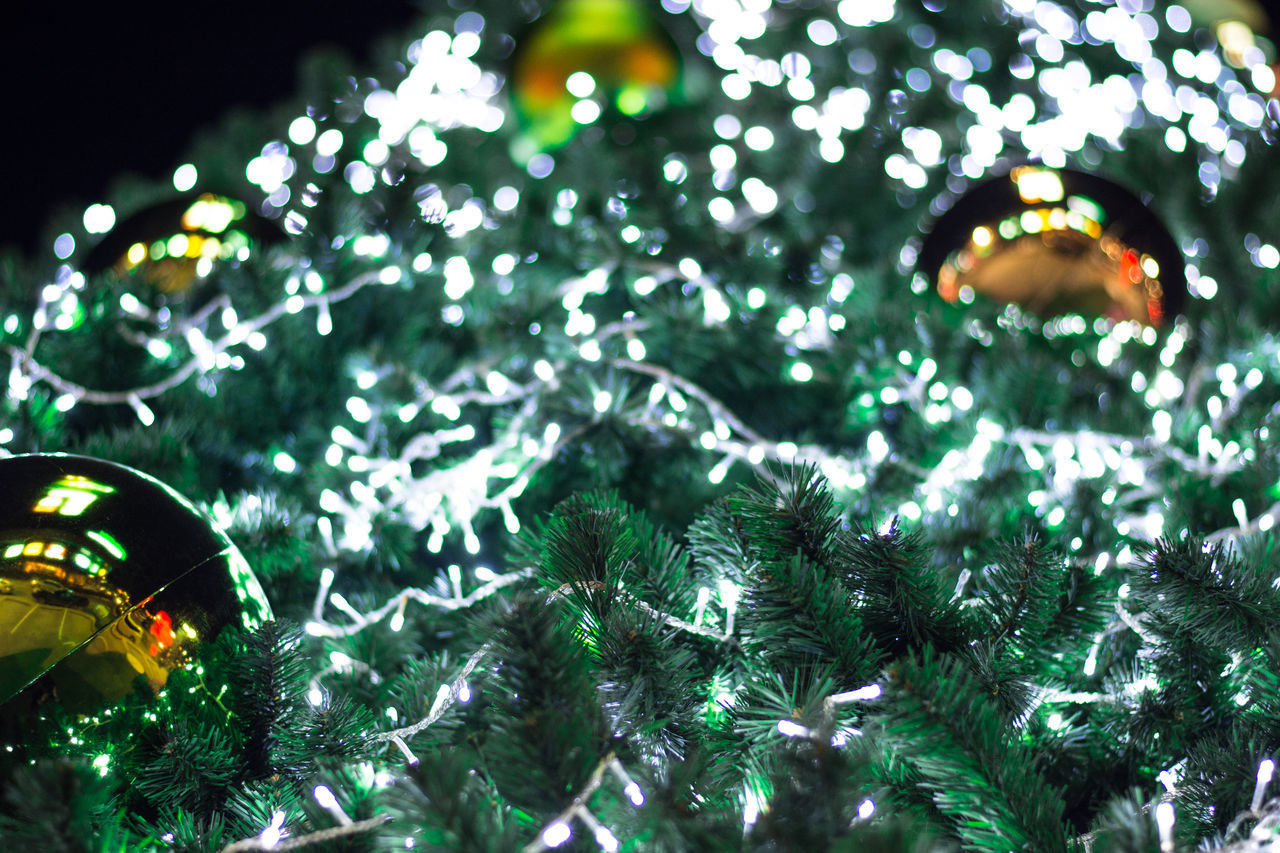 LOW ANGLE VIEW OF CHRISTMAS TREE