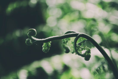 Close-up of green plant