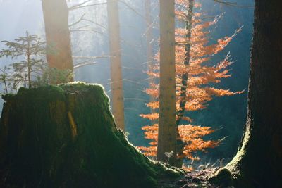 Trees in forest