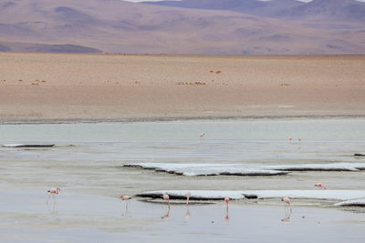 View of birds on beach