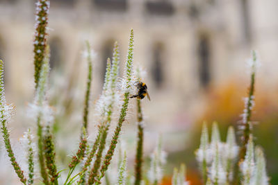 Close-up of insect on flower