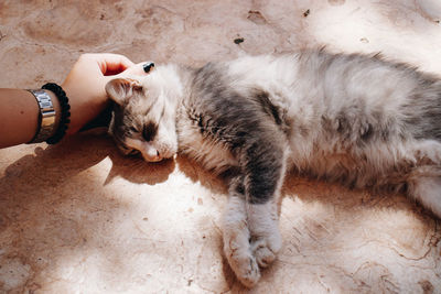 High angle view of cat lying on floor