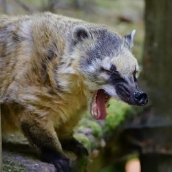 Close-up of an animal