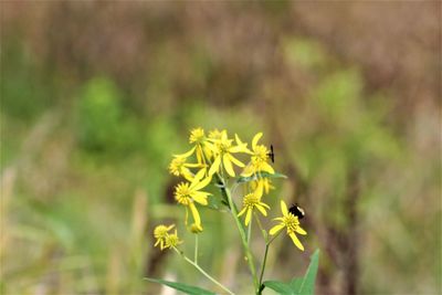 Close-up of yellow flowering plant on field