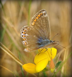 Close-up of butterfly pollinating on flower