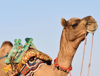 Low angle view of camel against clear sky