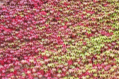 High angle view of pink flowers