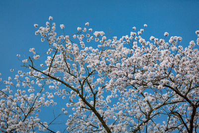 Low angle view of blooming tree against blue sky