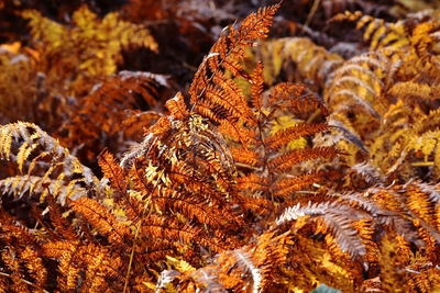 Close-up of plants during autumn