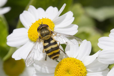 Close-up of insect on yellow flower