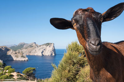 Close-up portrait of goat on cliff against blue sky