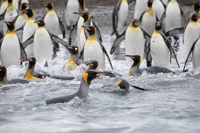 Penguins in sea