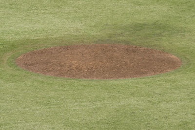 High angle view of corn on field