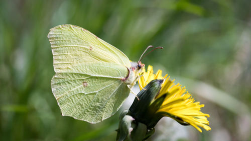 Close-up of butterfly pollinating on yellow flower