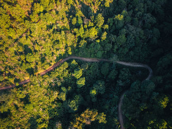 View of yellow flower trees in forest