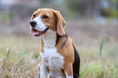 Dog looking away on field