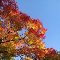 Low angle view of trees against clear sky