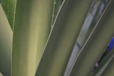 Full frame shot of bamboo plant