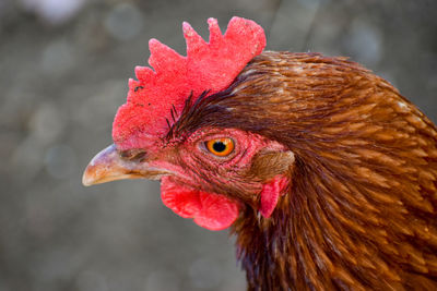 Close-up of a bird