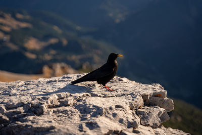 Close-up of bird perching on rock