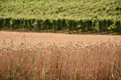 Close-up of wheat growing on field