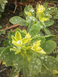 Close-up of wet leaves