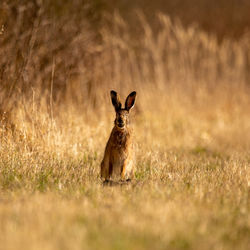 A beautiful brown hare in the spring meadow. springtime scenery with local animals.