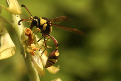 Close-up of insect on plant