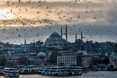 Flock of birds flying over buildings in city
